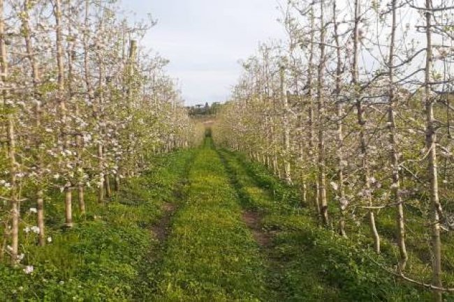 Pesquisa de professor do curso de  Engenharia Agronômica é divulgado no Jornal Unesp